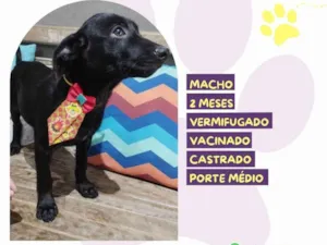 Cachorro raça SRD-ViraLata idade 2 a 6 meses nome Denzel