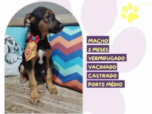 Cachorro raça SRD-ViraLata idade 2 a 6 meses nome Prestígio 