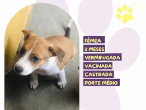 Cachorro raça SRD-ViraLata idade 2 a 6 meses nome Andy 