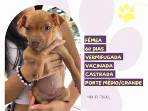 Cachorro raça Pit-Bull idade Abaixo de 2 meses nome Daisy