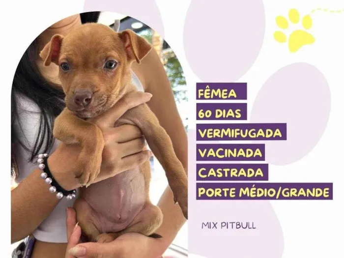 Cachorro ra a Pit-Bull idade Abaixo de 2 meses nome Daisy