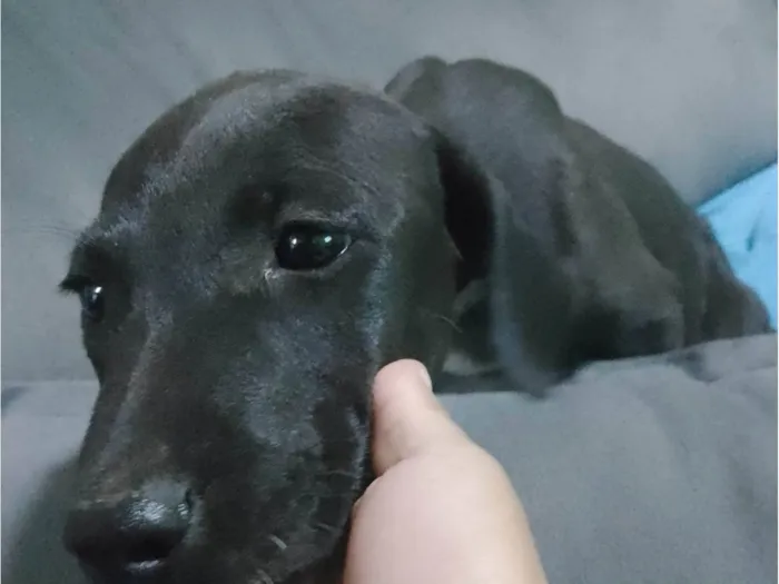 Cachorro ra a SRD-ViraLata idade 2 a 6 meses nome Kalifa