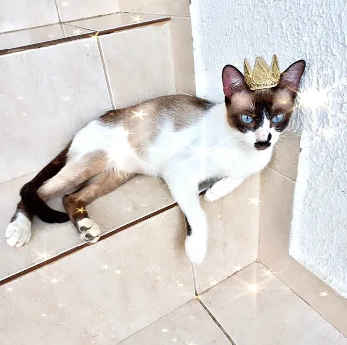 Gato ra a SRD-ViraLata idade 7 a 11 meses nome Amanda 10meses gosta de todo mundo 