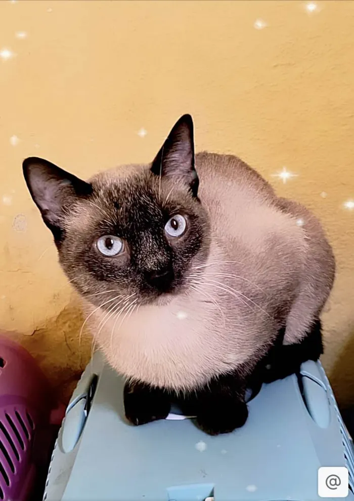 Gato ra a Siamês idade 7 a 11 meses nome Pudim umFOFO