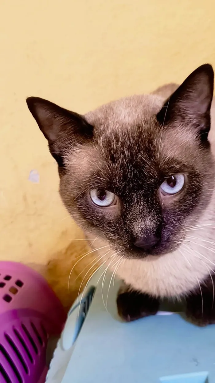 Gato ra a Siamês idade 7 a 11 meses nome Pudim umFOFO