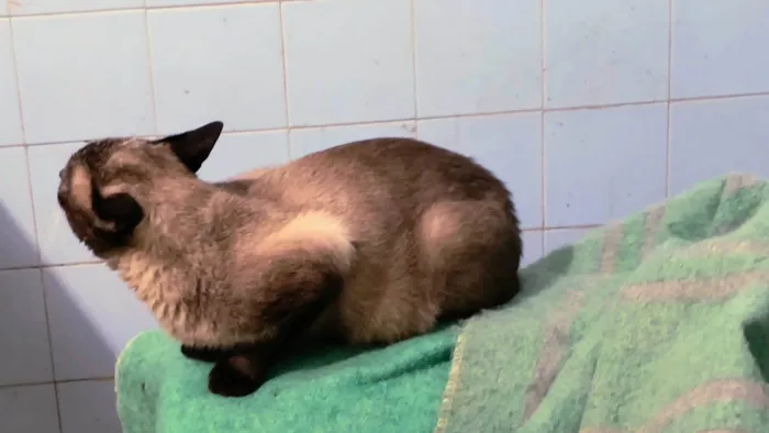 Gato ra a Siamês idade 7 a 11 meses nome Pudim umFOFO