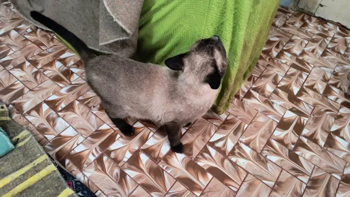 Gato ra a Siamês idade 7 a 11 meses nome Pudim umFOFO