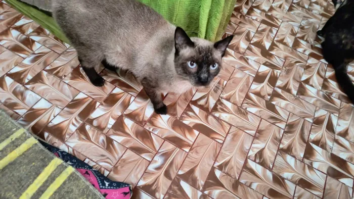 Gato ra a Siamês idade 7 a 11 meses nome Pudim umFOFO