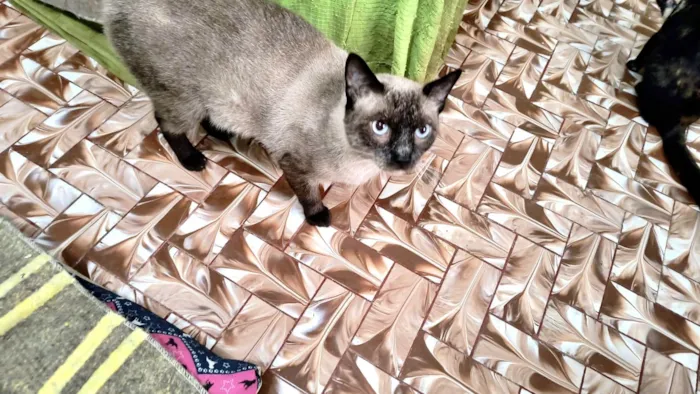 Gato ra a Siamês idade 7 a 11 meses nome Pudim umFOFO