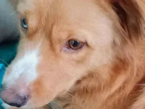 Cachorro raça SRD-ViraLata idade 1 ano nome Janaína Ferreira Da Costa