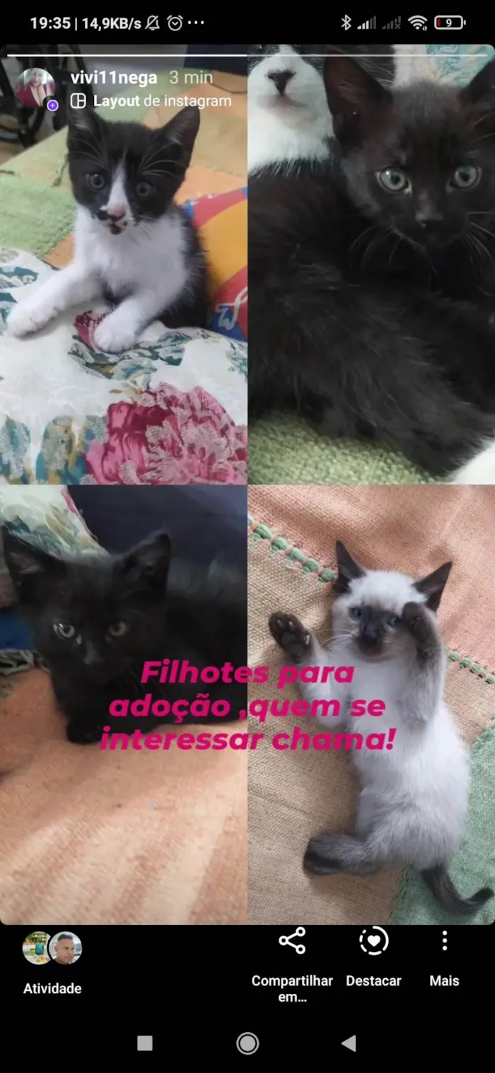 Gato ra a SRD-ViraLata idade 2 a 6 meses nome Filhotes 