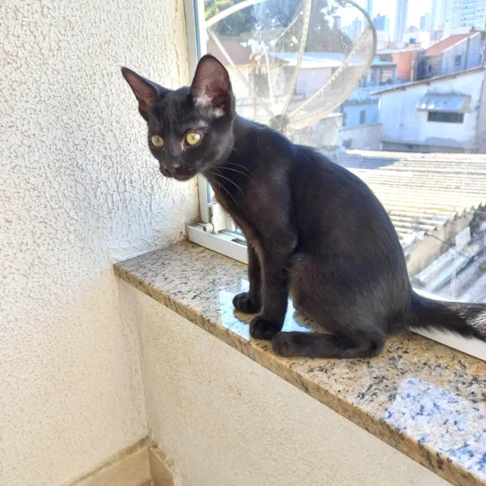 Gato ra a SRD-ViraLata idade 2 a 6 meses nome Cacao bb3meses lindo 