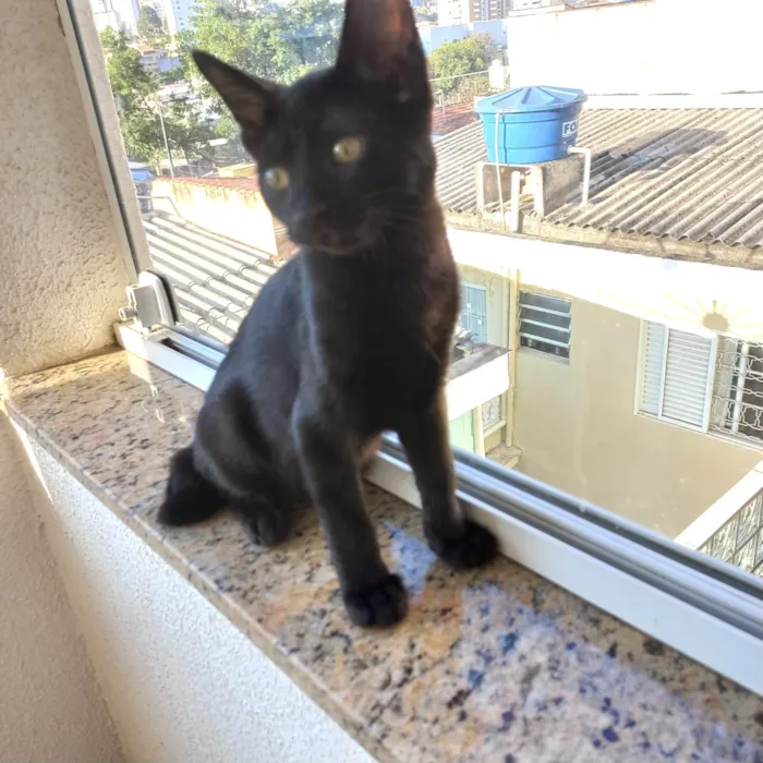 Gato ra a SRD-ViraLata idade 2 a 6 meses nome Cacao bb3meses lindo 