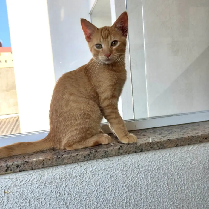 Gato ra a SRD-ViraLata idade 2 a 6 meses nome Pistache bebê 3meses 