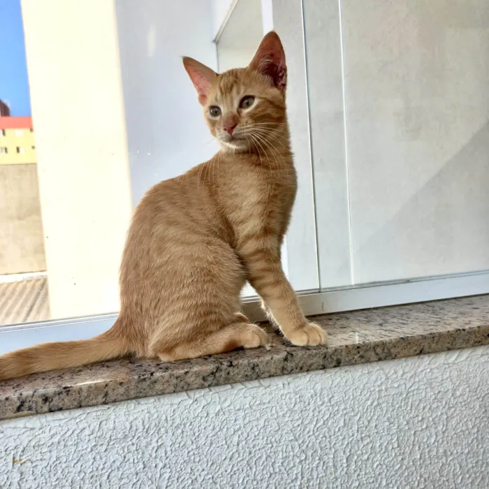 Gato ra a SRD-ViraLata idade 2 a 6 meses nome Pistache bebê 3meses 