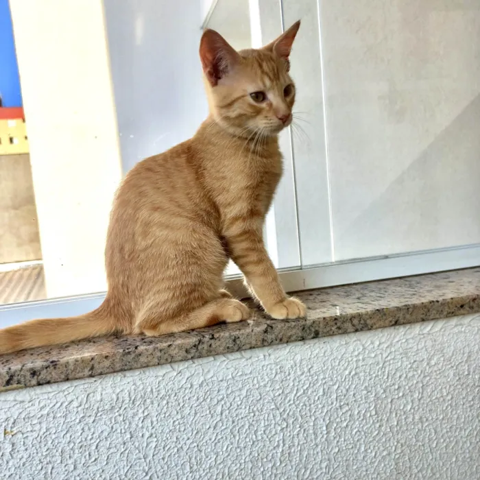 Gato ra a SRD-ViraLata idade 2 a 6 meses nome Pistache bebê 3meses 