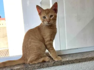 Gato raça SRD-ViraLata idade 2 a 6 meses nome Pistache bebê 3meses 