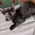 Nori bebê 3meses linda