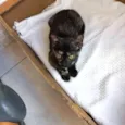 Nori bebê 3meses linda