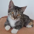 TIGRADINHA
