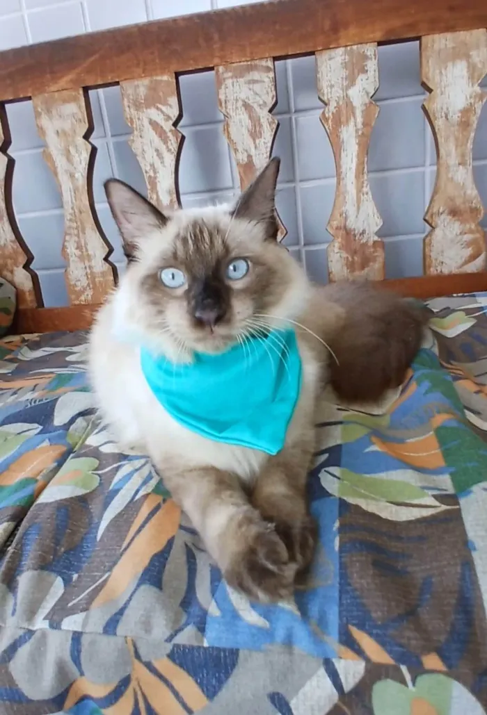 Gato ra a Siamês idade 7 a 11 meses nome RAJ