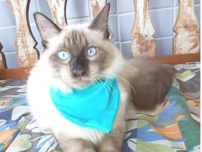 Gato ra a Siamês idade 7 a 11 meses nome RAJ