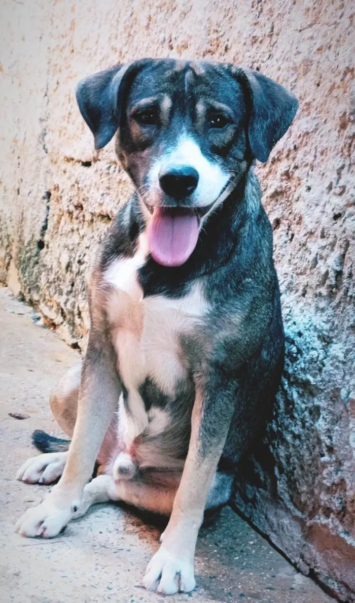 Cachorro ra a SRD-ViraLata idade 2 anos nome Valentin