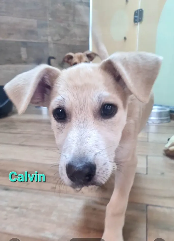 Cachorro ra a SRD-ViraLata idade 2 a 6 meses nome CALVIN