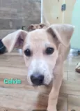 CALVIN