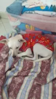 PIPOCA