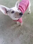 PIPOCA