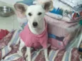 PIPOCA