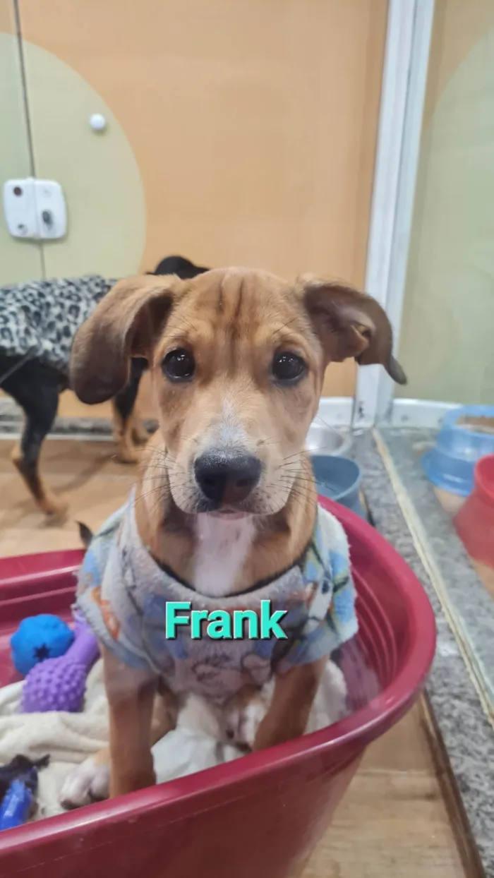 Cachorro ra a SRD-ViraLata idade 2 a 6 meses nome FRANK