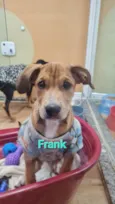 FRANK