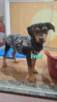 FRED