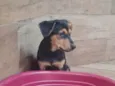 FRED