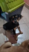 FRED