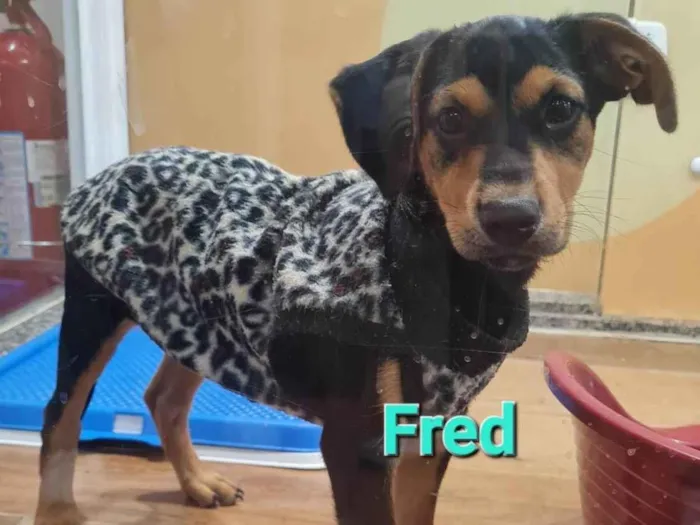Cachorro ra a SRD-ViraLata idade 2 a 6 meses nome FRED