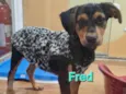 FRED