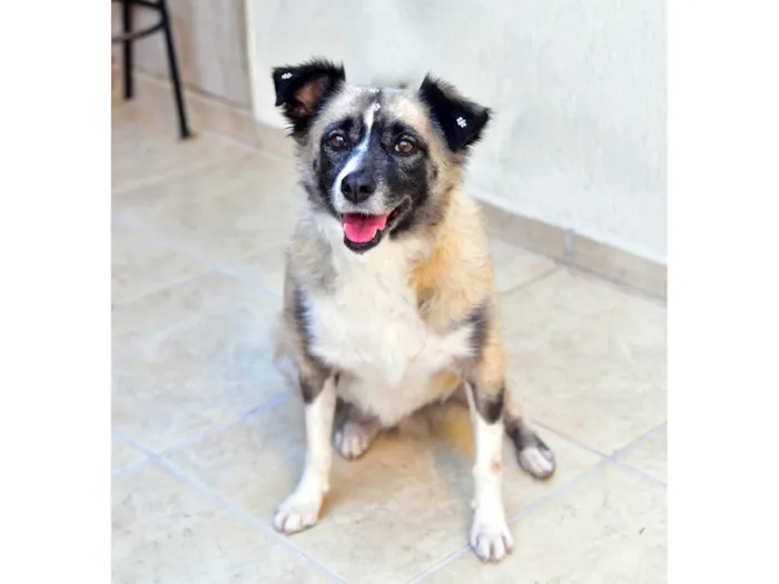 Cachorro ra a SRD-ViraLata idade 2 anos nome MATILDE 
