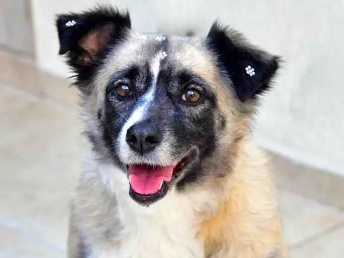 Cachorro ra a SRD-ViraLata idade 2 anos nome MATILDE 