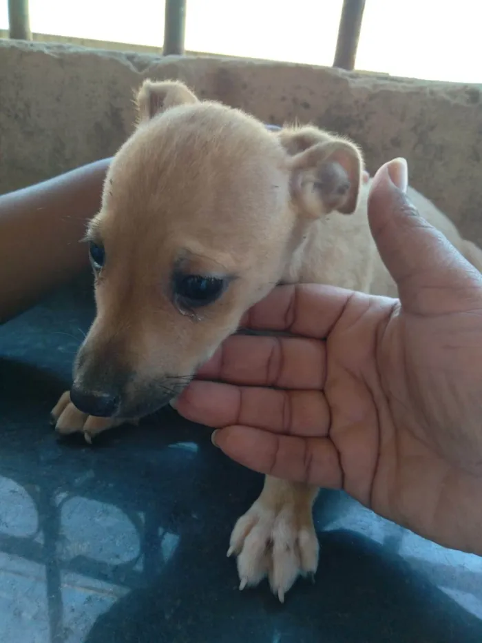 Cachorro ra a SRD-ViraLata idade 2 a 6 meses nome Amor 