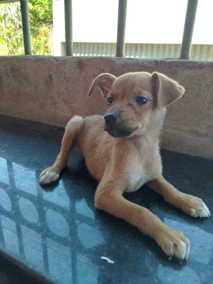 Cachorro ra a SRD-ViraLata idade 2 a 6 meses nome Amor 