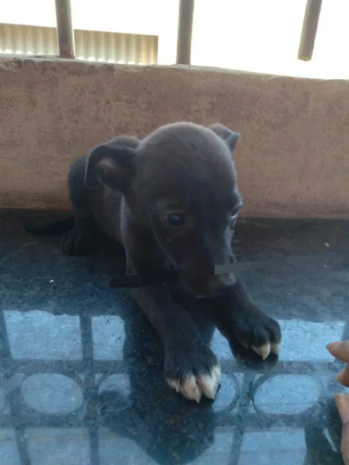 Cachorro ra a SRD-ViraLata idade 2 a 6 meses nome Amor 