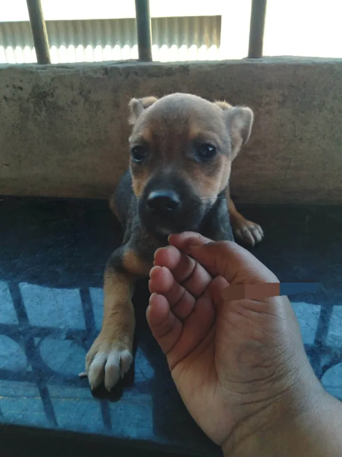 Cachorro ra a SRD-ViraLata idade 2 a 6 meses nome Amor 