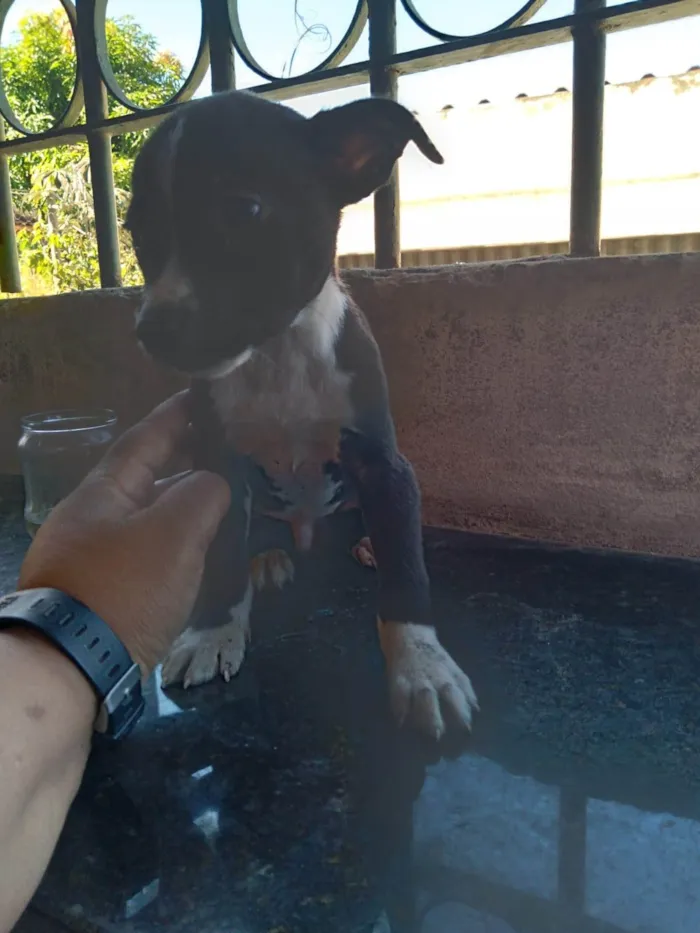 Cachorro ra a SRD-ViraLata idade 2 a 6 meses nome Amor 