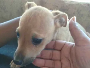 Cachorro raça SRD-ViraLata idade 2 a 6 meses nome Amor 