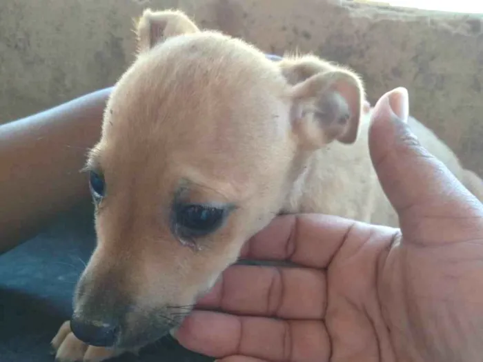 Cachorro ra a SRD-ViraLata idade 2 a 6 meses nome Amor 