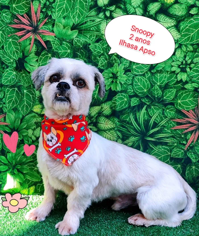 Cachorro ra a Lhasa Apso idade 2 anos nome snoopy