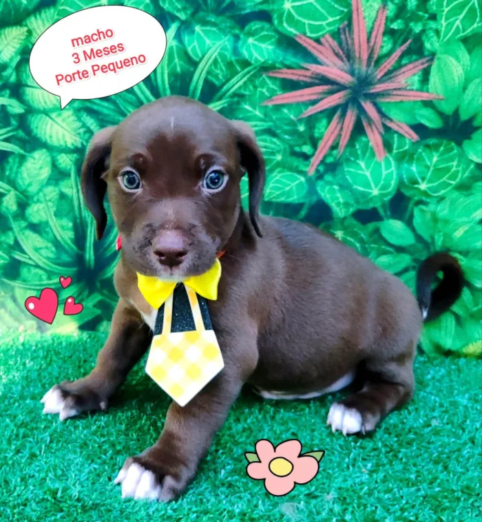 Cachorro ra a SRD-ViraLata idade 2 a 6 meses nome lucas